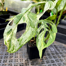 Load image into Gallery viewer, Monstera Adansonii Mint &quot;Indonesia&quot;, Exact Plant Variegated Ships Nationwide
