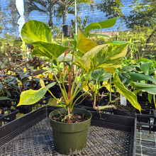 Load image into Gallery viewer, Anthurium Andraeanum White Heart, Exact Plant Variegated Ships Nationwide
