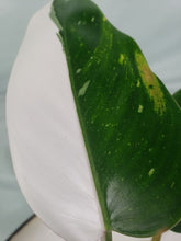 Load image into Gallery viewer, White Princess, Exact Plant, variegated Philodendron
