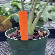 Load image into Gallery viewer, Alocasia Wentii, Exact Plant Variegated Large Ships Nationwide
