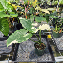 Load image into Gallery viewer, Alocasia Odora, Okinawa Silver Variegated exact plant, Fedex 2day*
