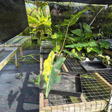 Load image into Gallery viewer, Alocasia Sarian aurea variegated exact plant, Fedex 2day*
