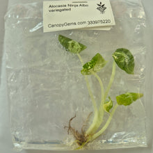 Load image into Gallery viewer, Alocasia Ninja Albo variegated tissue culture 2DayAir
