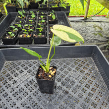 Load image into Gallery viewer, monstera deliciosa mint Exact Plant Variegated Ships Nationwide
