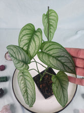 Load image into Gallery viewer, Monstera Siltepecana El Salvador 4&quot; pot, ships nationwide
