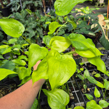 Load image into Gallery viewer, Alocasia Cucullata Variegated 4" pot, Fedex 2day*

