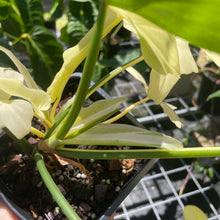 Load image into Gallery viewer, Philodendron Golden Dragon, Exact Plant Variegated
