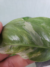 Load image into Gallery viewer, Lechleriana, exact plant, variegated Monstera, ships nationwide
