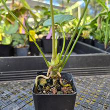 Load image into Gallery viewer, Anthurium Macrolobium, Exact Plant Ships Nationwide
