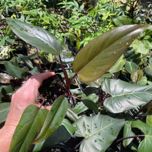 Load image into Gallery viewer, Philodendron Dark Lord 2.5" pot, Fedex 2day*
