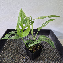Load image into Gallery viewer, Monstera Adansonii Mint "Indonesia" Variegated exact plant, Fedex 2day*
