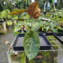 Load image into Gallery viewer, Alocasia Wentii, Exact Plant Variegated Large
