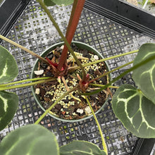 Load image into Gallery viewer, Anthurium Besseae Aff exact plant, Fedex 2day*
