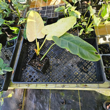 Load image into Gallery viewer, Philodendron Whipple Way, Exact Plant Variegated Ships Nationwide
