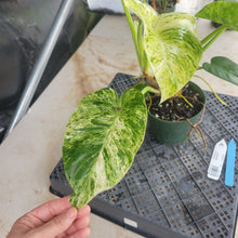 Load image into Gallery viewer, Philodendron Giganteum, Exact Plant Variegated Ships Nationwide
