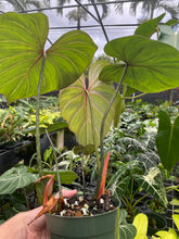 Load image into Gallery viewer, Philodendron Gloriosum, Dark Form 6" pot, Fedex 2day
