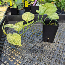Load image into Gallery viewer, Scindapsus Jade Satin Marble Queen, Exact Plant Variegated Ships Nationwide
