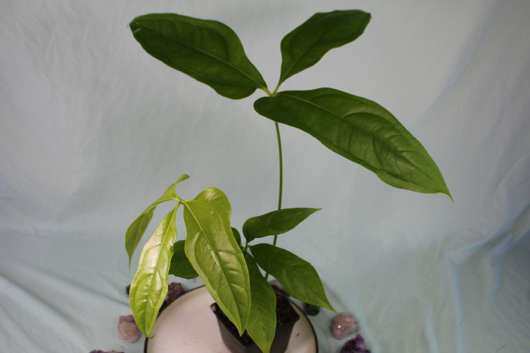 Anthurium Clavigerum Exact Plant