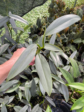 Load image into Gallery viewer, Philodendron Hastatum Silver Sword Narrow Form 2.5" pot, Fedex 2day*
