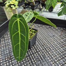 Load image into Gallery viewer, Anthurium Warocqueanum, Queen exact plant, Fedex 2day*
