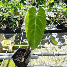 Load image into Gallery viewer, Anthurium Angamarcanum , Exact Plant
