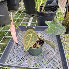 Load image into Gallery viewer, Anthurium Ace Of Spades X Papillilaminum, Exact Plant
