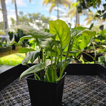 Load image into Gallery viewer, Monstera Lechleriana, Exact Plant Variegated Ships Nationwide

