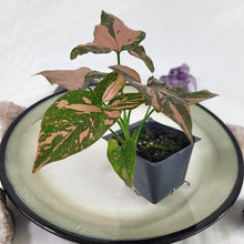 Load image into Gallery viewer, Syngonium Pink Splash Variegated 2.5&quot; starter pot, ships nationwide
