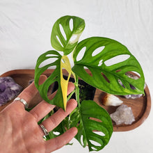 Load image into Gallery viewer, Monstera Adansonii Aurea, Exact Plant Variegated
