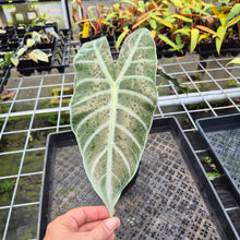Load image into Gallery viewer, Alocasia Longiloba Lowii, Exact Plant Ships Nationwide
