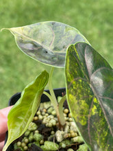 Load image into Gallery viewer, Alocasia Azlanii Aurea variegated 2.5" pot, Fedex 2day*
