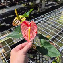 Load image into Gallery viewer, Anthurium Shibori, Exact Plant Variegated
