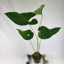 Load image into Gallery viewer, Anthurium Decipiens, Exact Plant Large
