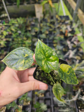 Load image into Gallery viewer, Alocasia Dragon Scale Aurea Variegated 2.5" pot, Fedex 2day*
