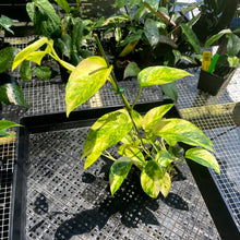 Load image into Gallery viewer, Epipremnum Pinnatum Sunburst, Exact Plant Variegated Ships Nationwide
