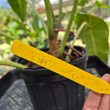 Load image into Gallery viewer, Philodendron Cordatum Kunth, Exact Plant
