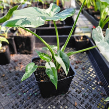 Load image into Gallery viewer, Alocasia Odora, Okinawa Silver, Exact Plant Variegated With babies
