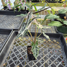 Load image into Gallery viewer, Alocasia nobilis pink Variegated Ships Nationwide
