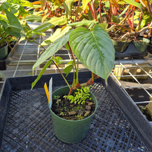Load image into Gallery viewer, Philodendron Sodiroi True Form, Exact Plant Ships Nationwide
