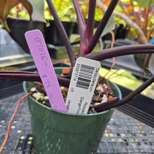 Load image into Gallery viewer, Philodendron Orange Princess, Exact Plant Variegated Ships Nationwide
