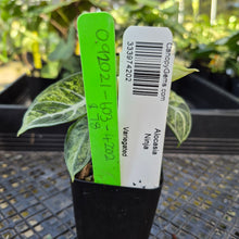 Load image into Gallery viewer, Alocasia Ninja, Exact Plant Variegated Ships Nationwide
