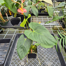 Load image into Gallery viewer, Anthurium Shibori Koi "orange speckled" exact plant, Fedex 2day*
