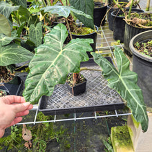 Load image into Gallery viewer, Alocasia Psuedosanderiana exact plant, Fedex 2day*
