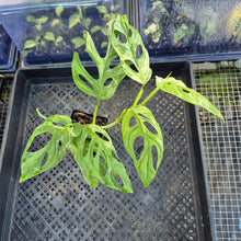 Load image into Gallery viewer, Monstera Adansonii Mint "Indonesia", Exact Plant Variegated Ships Nationwide
