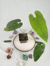 Load image into Gallery viewer, Dolichostachyum Exact Plant, Anthurium
