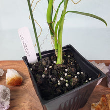 Load image into Gallery viewer, Philodendron Microstictum 4&quot; pot, ships nationwide

