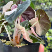 Load image into Gallery viewer, Alocasia Heart Balloon pink variegated 2.5" pot, Fedex 2day*
