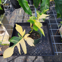 Load image into Gallery viewer, Philodendron Florida Beauty, Exact Plant Variegated Ships Nationwide
