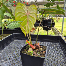 Load image into Gallery viewer, Philodendron Gloriosum, Dark Form, Exact Plant
