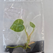 Load image into Gallery viewer, Anthurium Luxurians tissue culture 2DayAir
